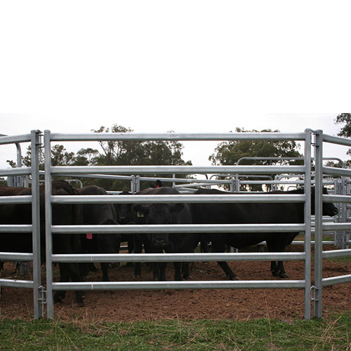 Cattle Fence
