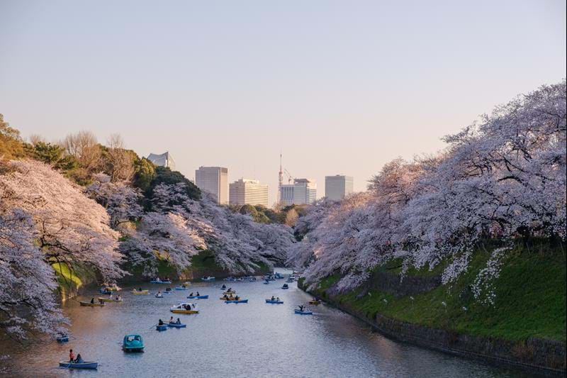 cherry-blossom-festival-japan