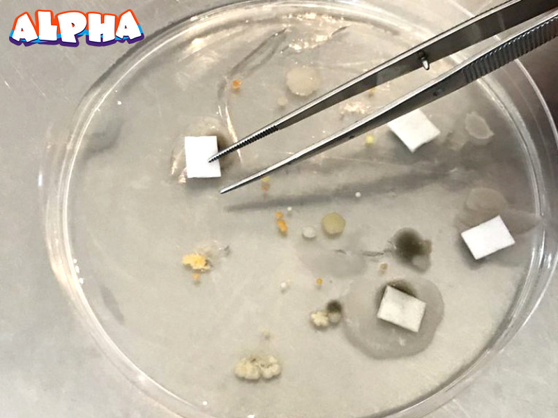 Alpha science classroom-science experiments for kids