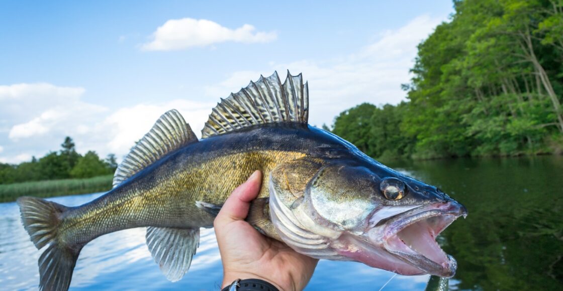 ice-fishing FF1108-ICE 251013