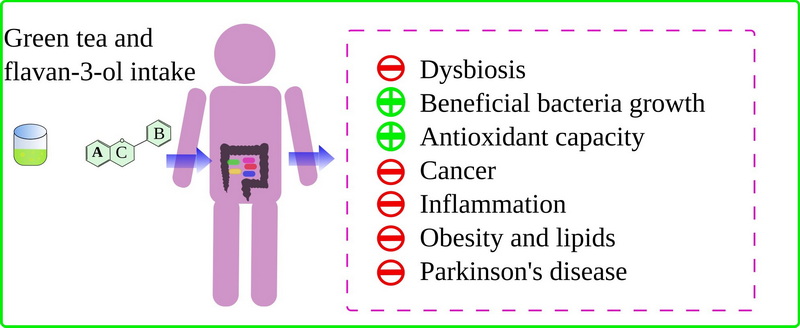 Take Green Tea Extract with A Probiotic_2 ใช้สารสกัดจากชาเขียวที่มีโปรไบโอติก_2