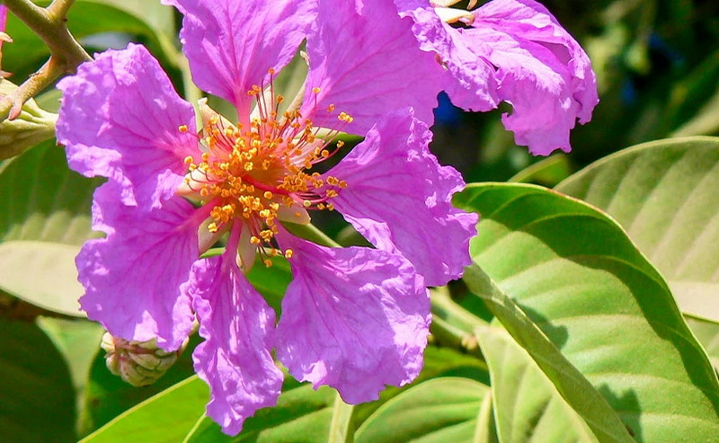 Banaba Leaf Extract vs Berberine Which Is More Effective for Blood Sugar Ekstrakt z liści Banaba vs Berberyna, która jest bardziej skuteczna w przypadku poziomu cukru we krwi