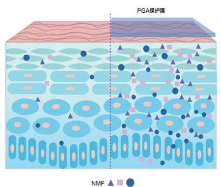 sodium &gamma;-polyglutamate - ZHENYIBIO