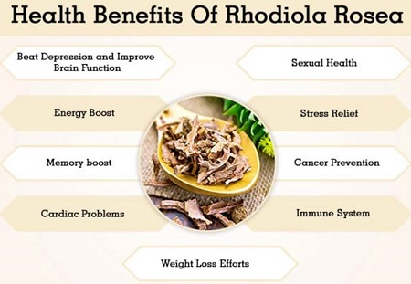 Health Benefits of Rhodiola Rosea
