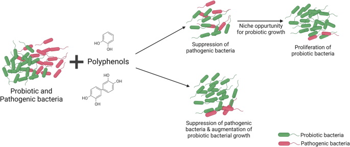 Take Green Tea Extract with A Probiotic_1 ใช้สารสกัดจากชาเขียวที่มีโปรไบโอติก_1
