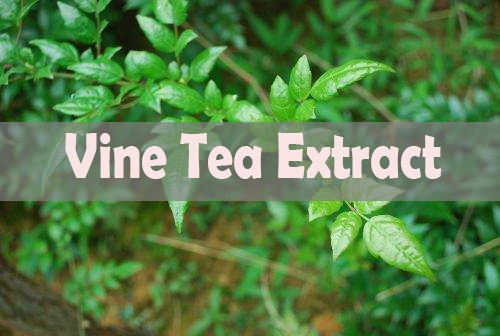 Top 10 Vine Tea Extract Manufacturer Top 10 fabrikant van wijnthee-extracten