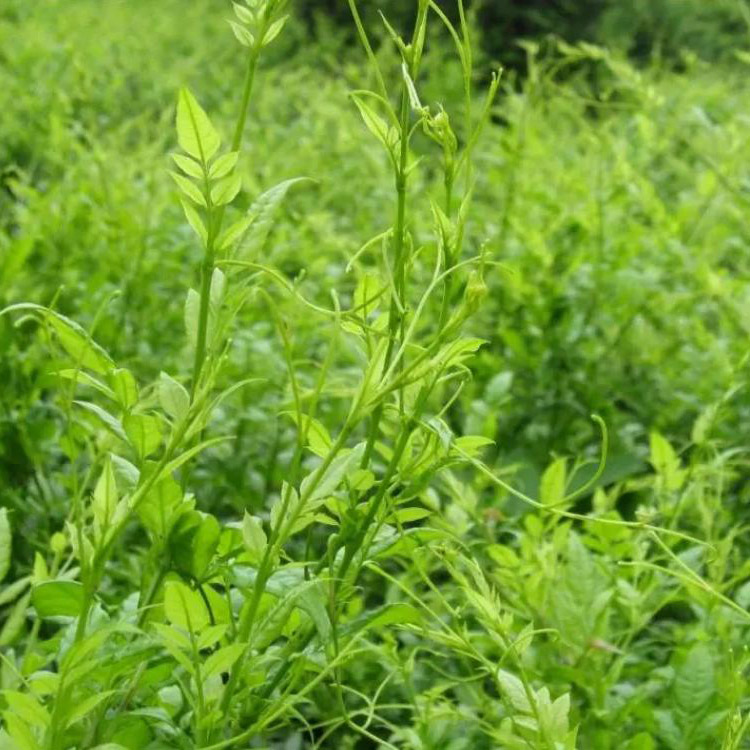 Vine Tea Extract Dihydromyricetin Wijnstokthee-extract Dihydromyricetine