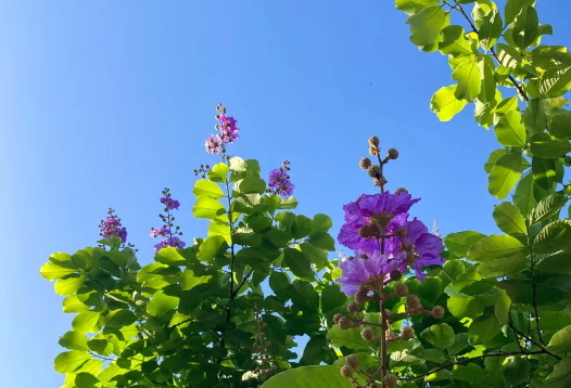 Is Banaba Leaf Extract Effective for Reducing Inflammation Czy ekstrakt z liści Banaba jest skuteczny w zmniejszaniu stanu zapalnego?