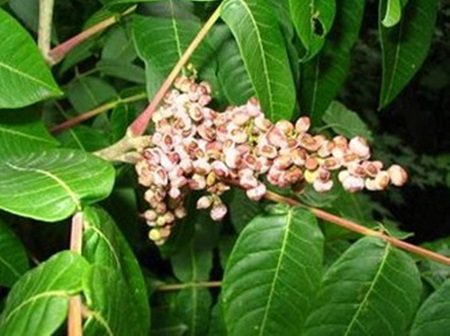 pomegranate ellagic acid - ZHENYIBIO