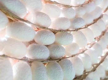 Sericin price -ZHENYIBIO