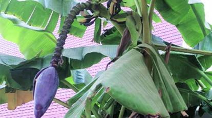 How Does Banaba Leaf Extract Affect Digestive Health Jak ekstrakt z liści Banaba wpływa na zdrowie układu trawiennego