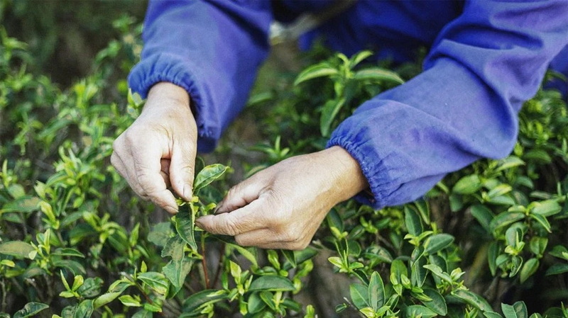 Estratto di t&egrave; verde 
