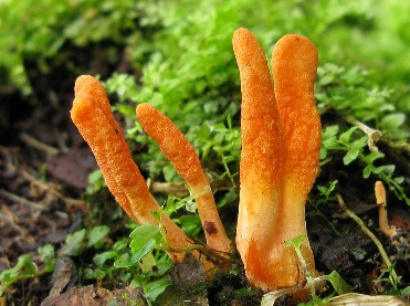 Cordyceps Powder Extract