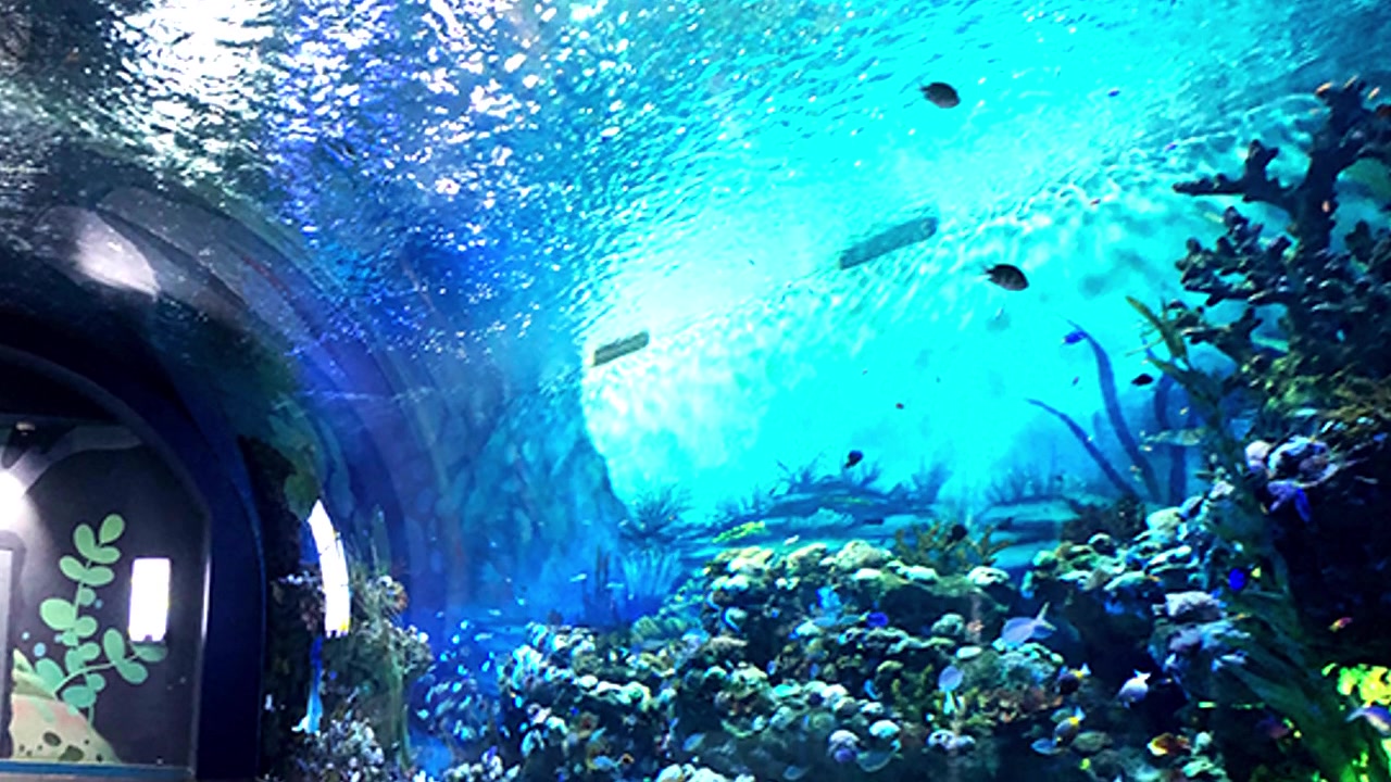 Underwater aquarium tunnel पानी के नीचे मछलीघर सुरंग