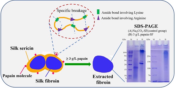 serum silk fibroin manufacturer - ZHENYIBIO