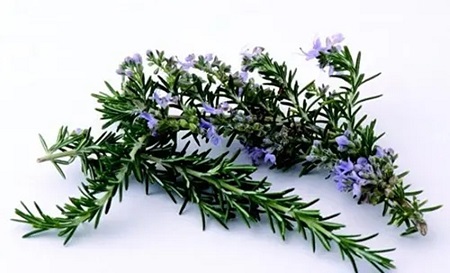 rosmarinic acid extract - ZHENYIBIO