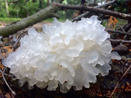 tremella fuciformis-Maxmedchem