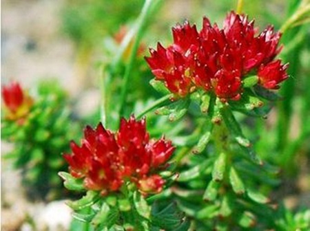 rhodiola salidroside manufacturer - ZHENYIBIO