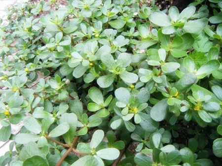 portulaca oleracea extract for skin - ZHENYIBIO