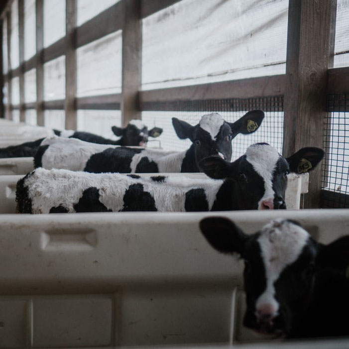 كيف تنطبق إنترنت الأشياء في مزرعة خروف الحليب？