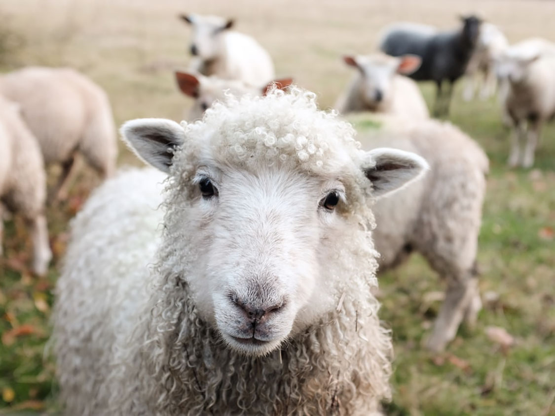 De quoi avez-vous besoin pour une ferme: balances