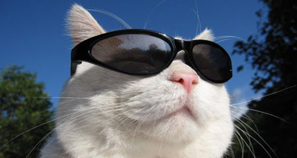 sun glasses2