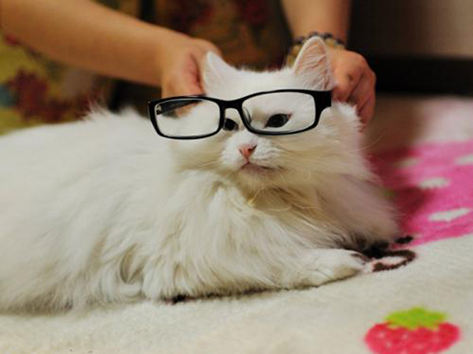 The prospect exploration of glasses industry