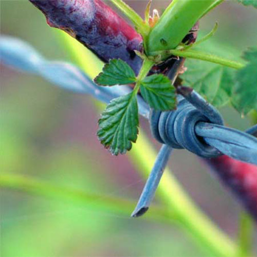 Double Strand Twist Barbed Wire