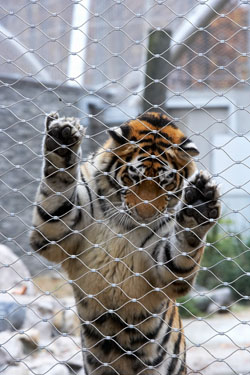 Flexible Stainless Steel Cable Mesh