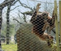 Flexible Stainless Steel Cable Mesh