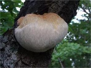 Hericium Erinaceus Mycelium Ameliorate Anxiety Induced by Continuous Sleep Disturbance in Vivo