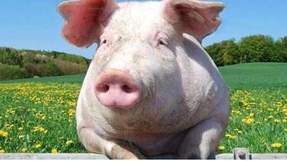 红肠可以用肠衣制作吗？