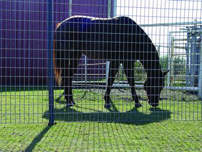 welded wire horse fence pen