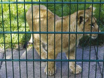 garden_galvanized_welded_fence_double_twin_pvc_coated_wire_mesh_metal_material