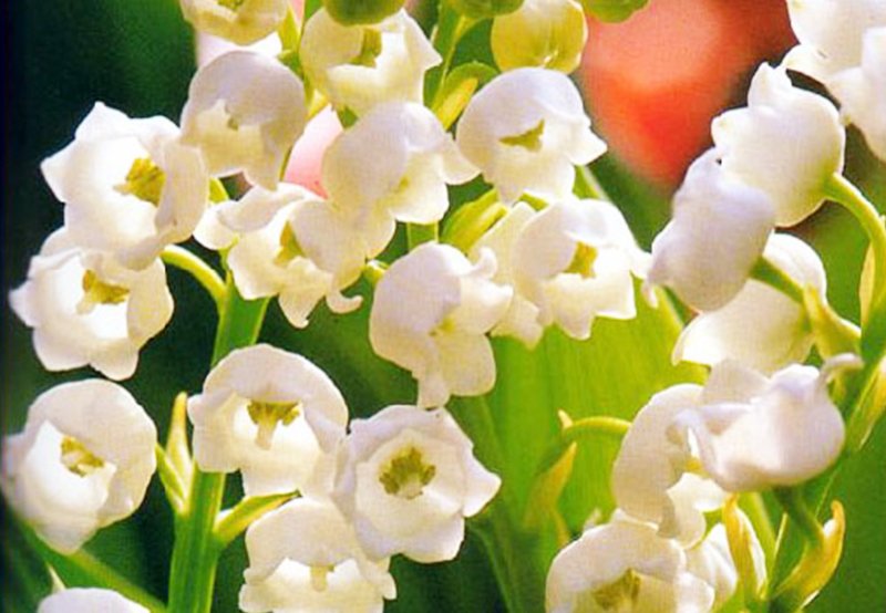 Celebrations of Labor Day Around The World