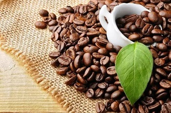 Caffeic acid introduction to basics and functions