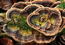 Estratto in polvere di Coriolus Versicolor