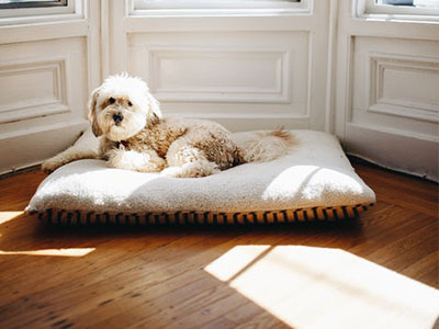 Some tips to keep your pet and their room clean