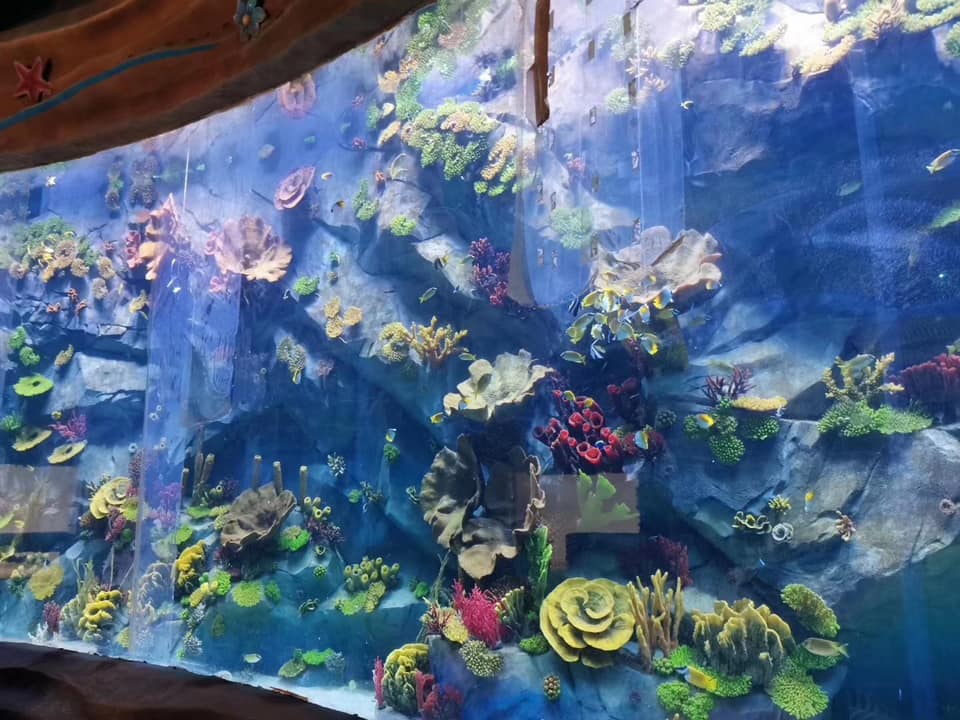 Matapihi aquarium kiriaku - hanga