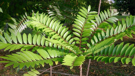 תמצית שורש Tongkat Ali מסיס במים