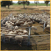 Sheep Fence Panel
