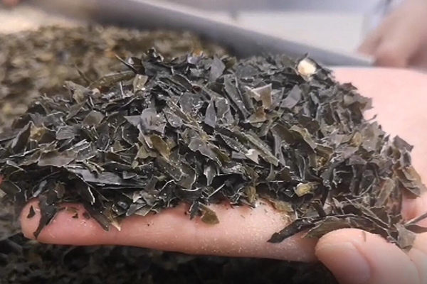 seaweed powder grinder (2)