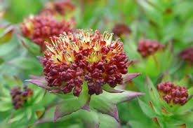Beneficios del extracto de rhodiola rosea en el cuidado de la piel