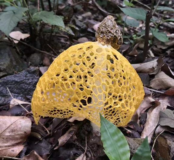 Mushroom in skirt--Phallus luteus