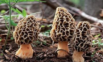 Medicinal value and product development status of Morchella