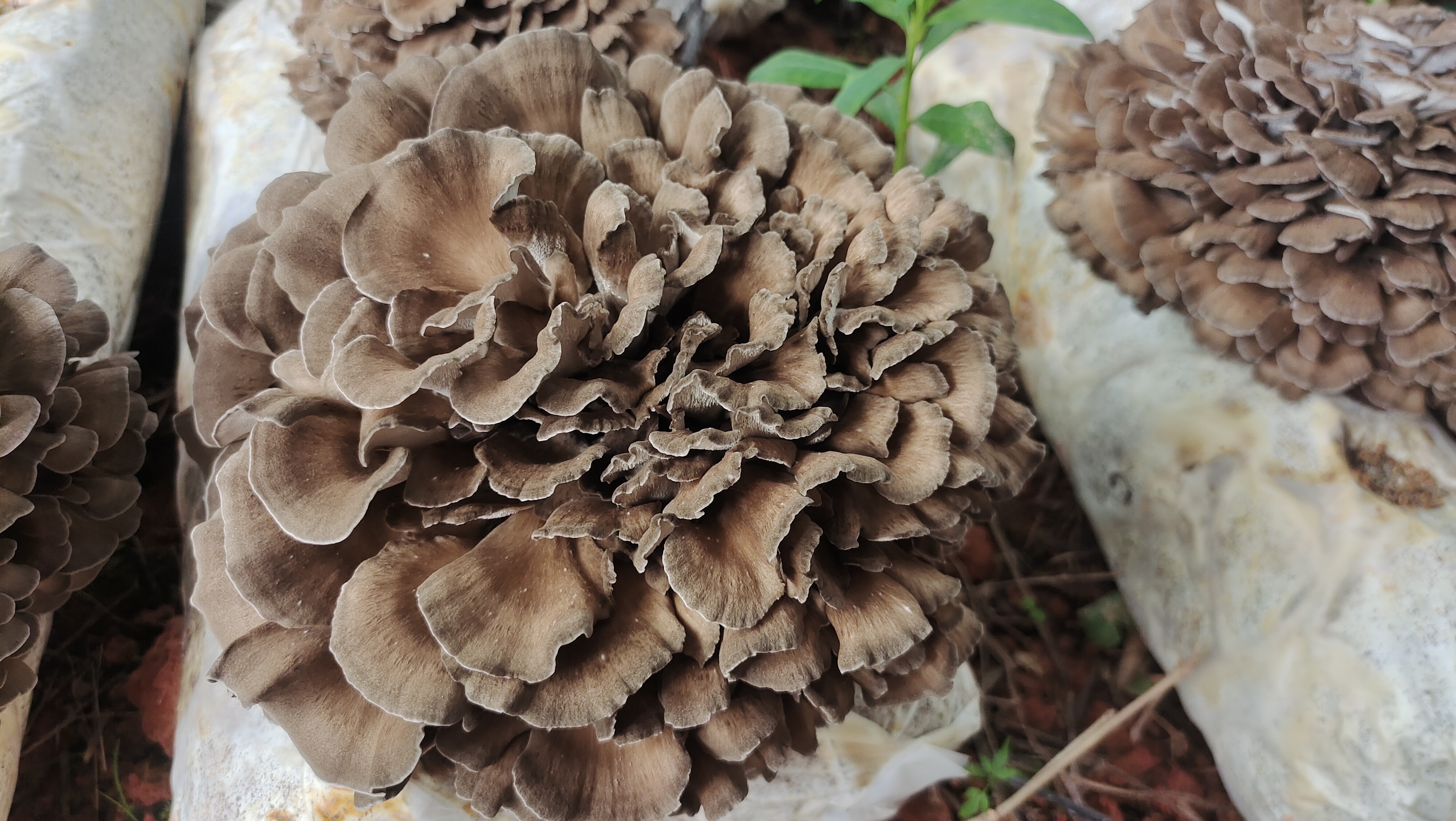 Harvest Organic Grifola Frondosa
