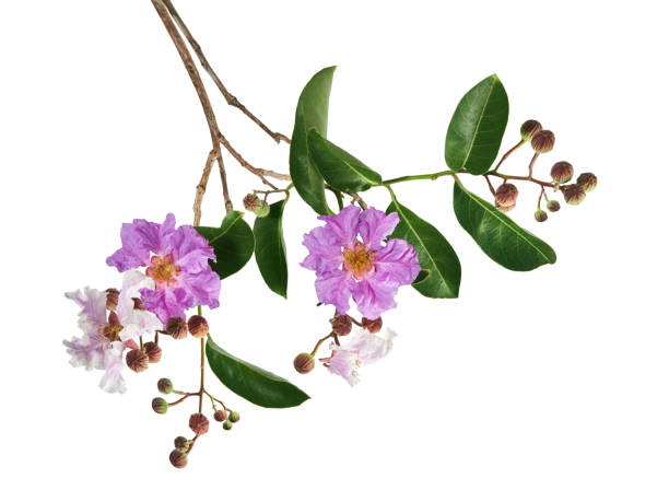 サルスベリ葉エキスは代謝とエネルギーを改善できるか