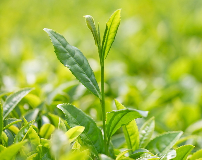Quali sono gli effetti dell'estratto di t&egrave; verde
