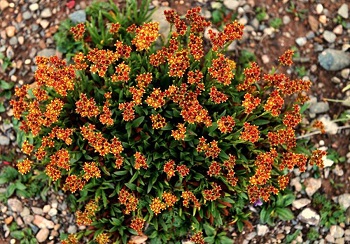 L'incroyable pouvoir des extraits de rhodiola rosea