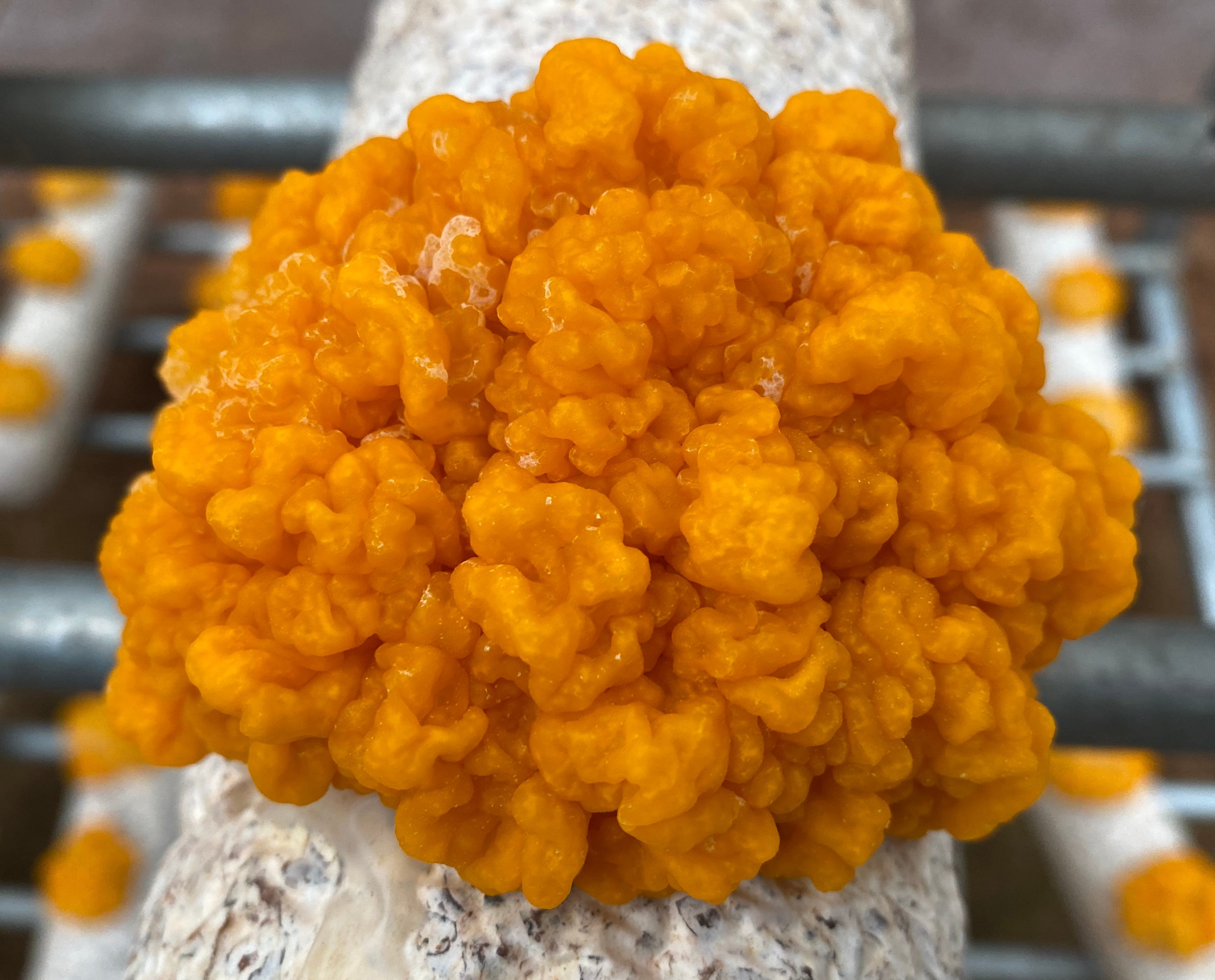 Gold in Mushrooms-Naematelia aurantialba
